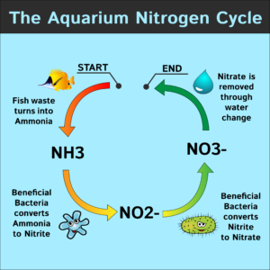 NitrogenCycle-01-1 Nitrogen Cycle Of Aquarium
